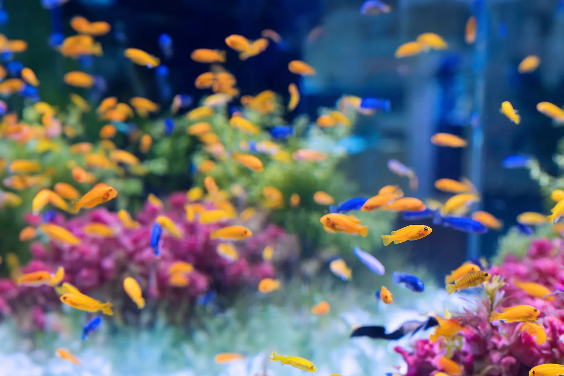 das richtige fischfutter fuer aquariumfische