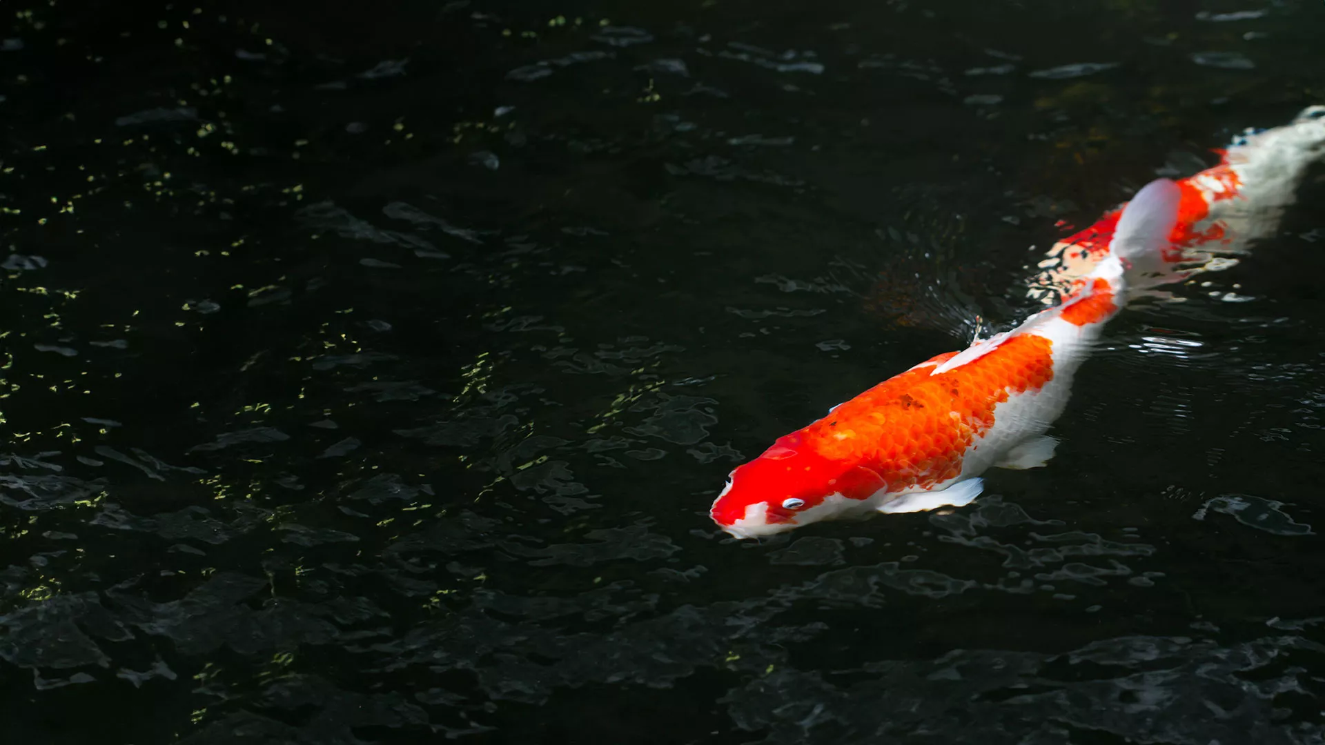 gesundes fischfutter