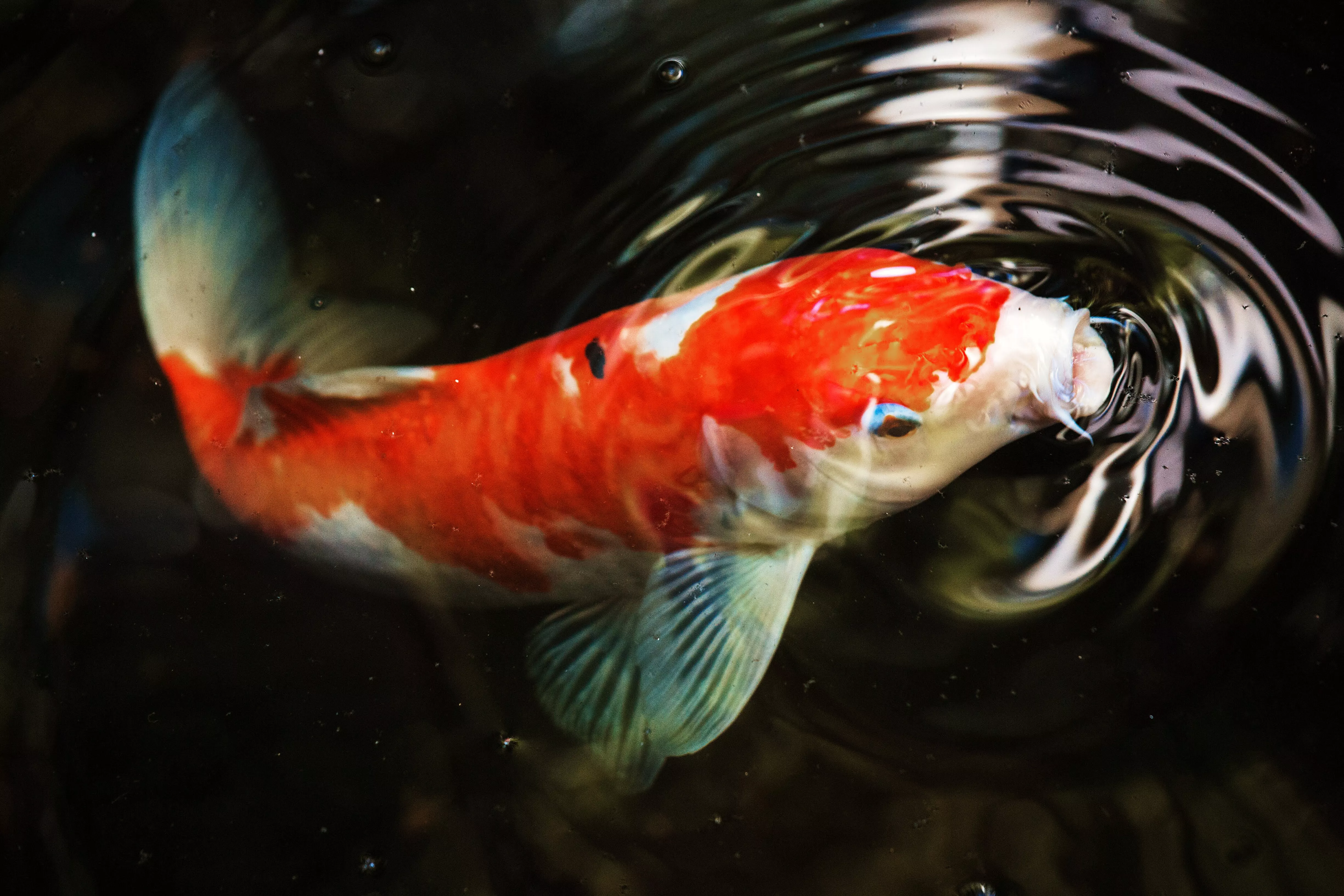 koi fisch futter im teich