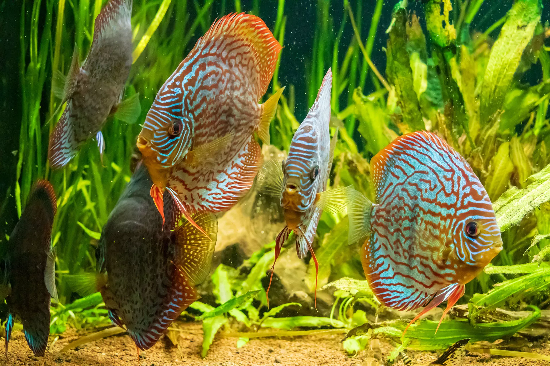 tipps zur auswahl des richtigen fischfutters
